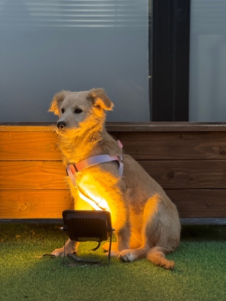 Golden Retriever, Köpek  Lusi fotoğrafı