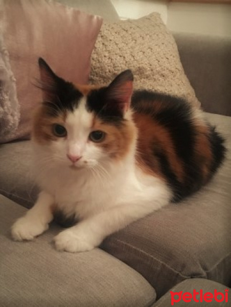Tekir Kedi, Kedi  lucy fotoğrafı