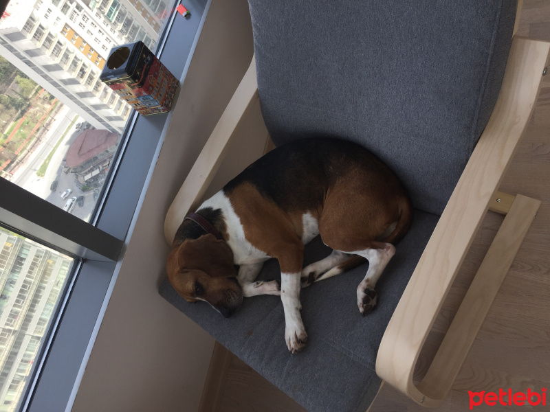 Beagle, Köpek  Olıvya fotoğrafı
