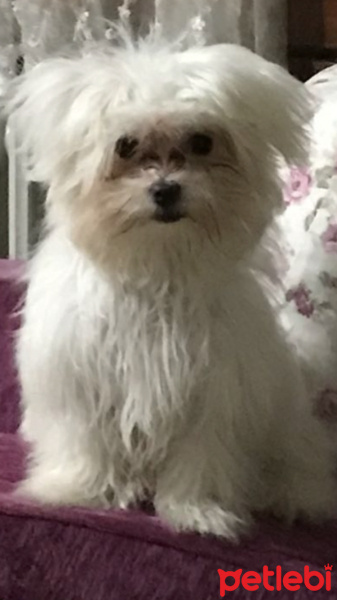 Maltese, Köpek  PITIR fotoğrafı