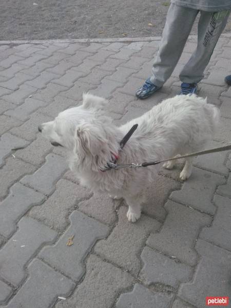 Cairn Terrier, Köpek  Boncuk bulut fotoğrafı