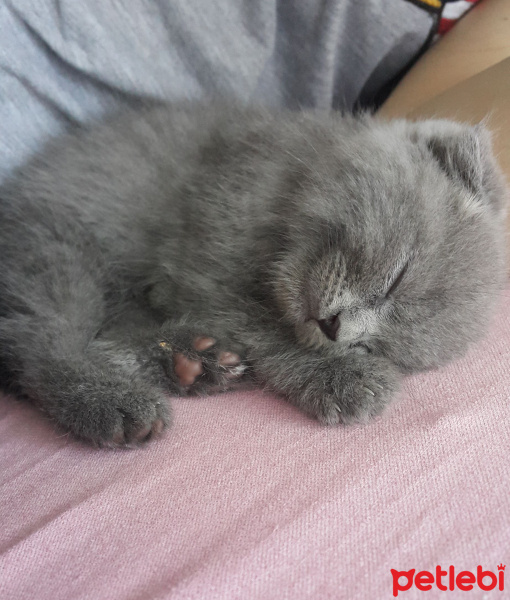 Scottish Fold, Kedi  Sherlock fotoğrafı