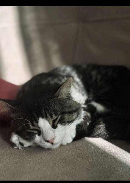 Norwegian Forest, Kedi  Mamiş fotoğrafı