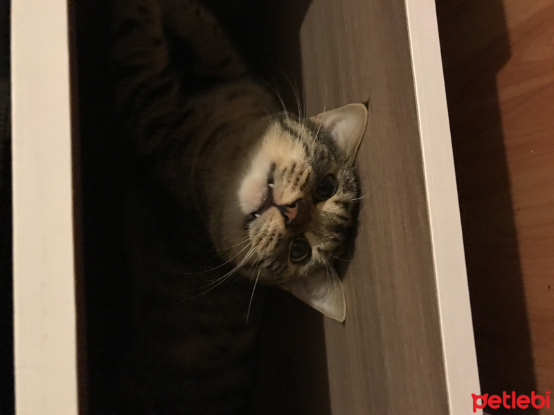 Tekir Kedi, Kedi  Sprite fotoğrafı
