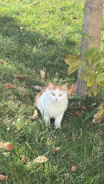 Tekir Kedi, Kedi  Minnak fotoğrafı