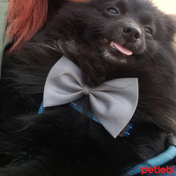 Pomeranyalı, Köpek  Ates fotoğrafı