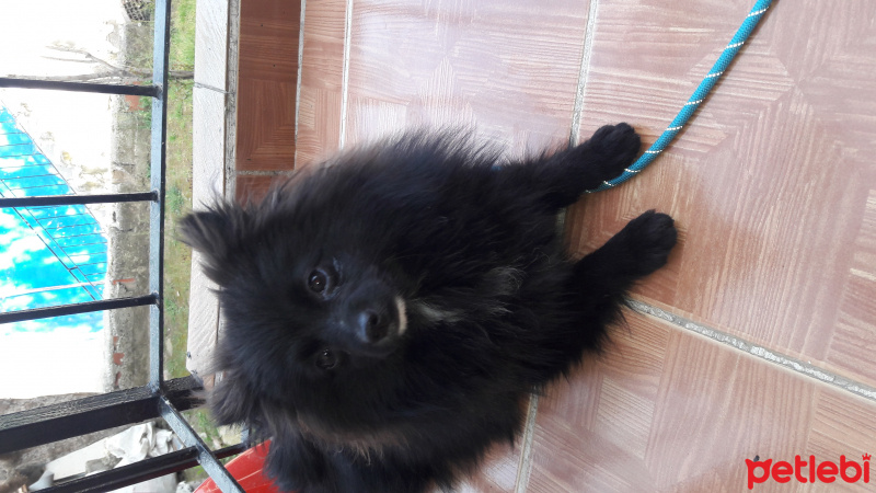 Pomeranyalı, Köpek  Ates fotoğrafı