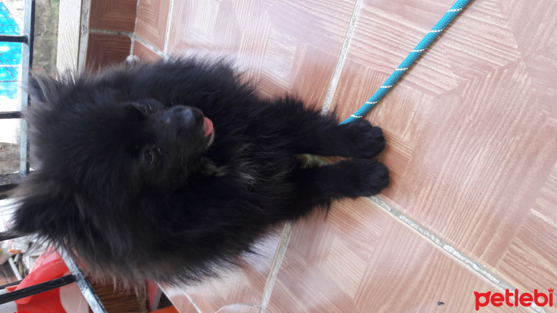 Pomeranyalı, Köpek  Ates fotoğrafı