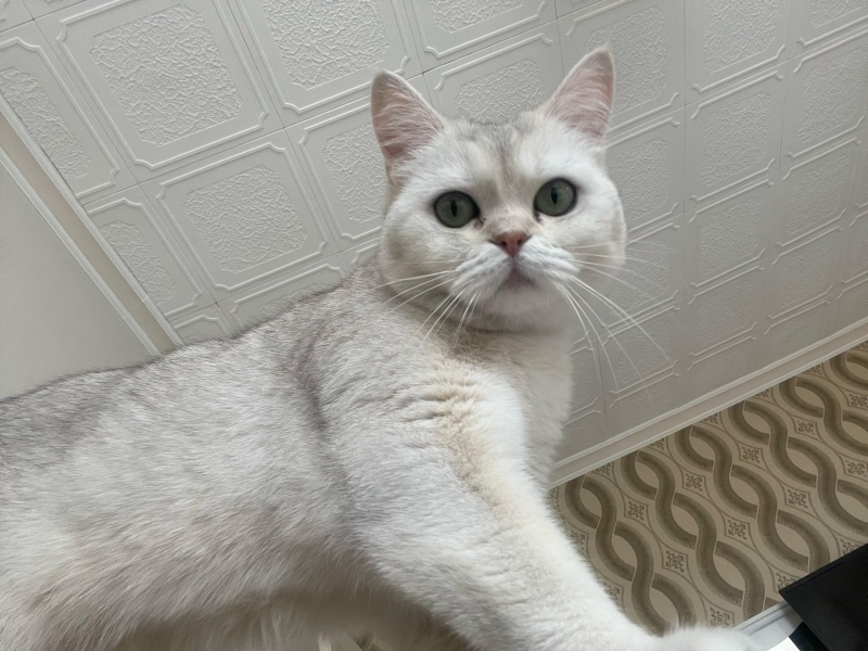 Burmilla (Silver Burmese), Kedi  Alisto fotoğrafı