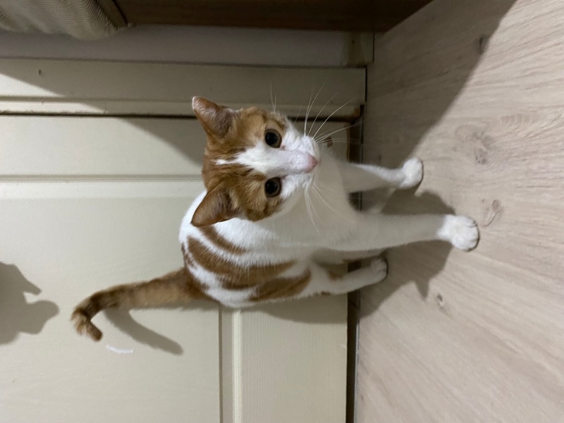 Tekir Kedi, Kedi  Küçük Güneş fotoğrafı