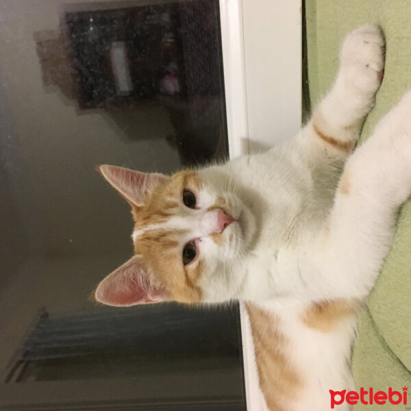 Tekir Kedi, Kedi  Hüsamettin fotoğrafı