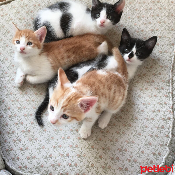 Tekir Kedi, Kedi  Hüsamettin fotoğrafı