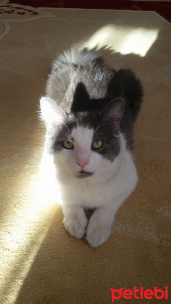 Norwegian Forest, Kedi  Pati fotoğrafı