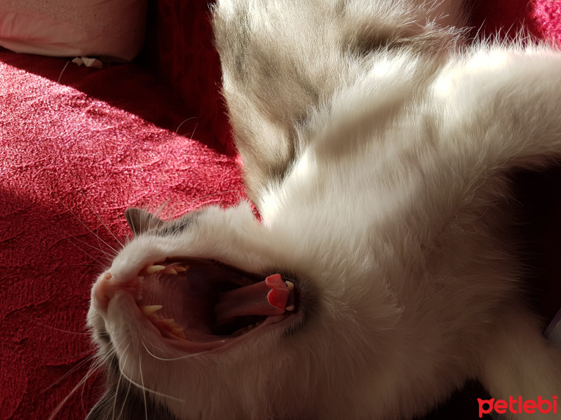Norwegian Forest, Kedi  Pati fotoğrafı
