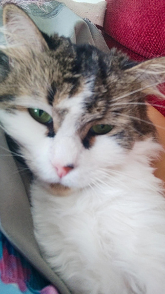 Tekir Kedi, Kedi  Nazlı fotoğrafı