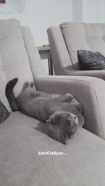 British Shorthair, Kedi  Duman fotoğrafı