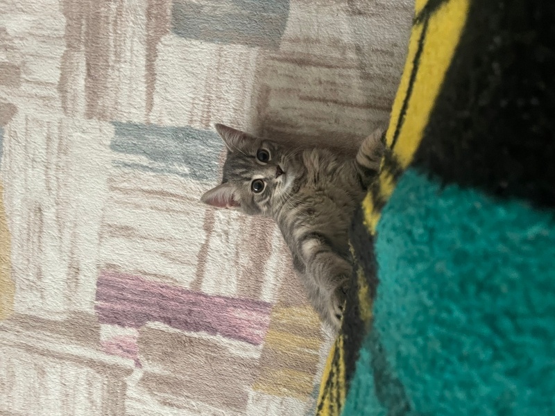 British Shorthair, Kedi  İsimsiz fotoğrafı