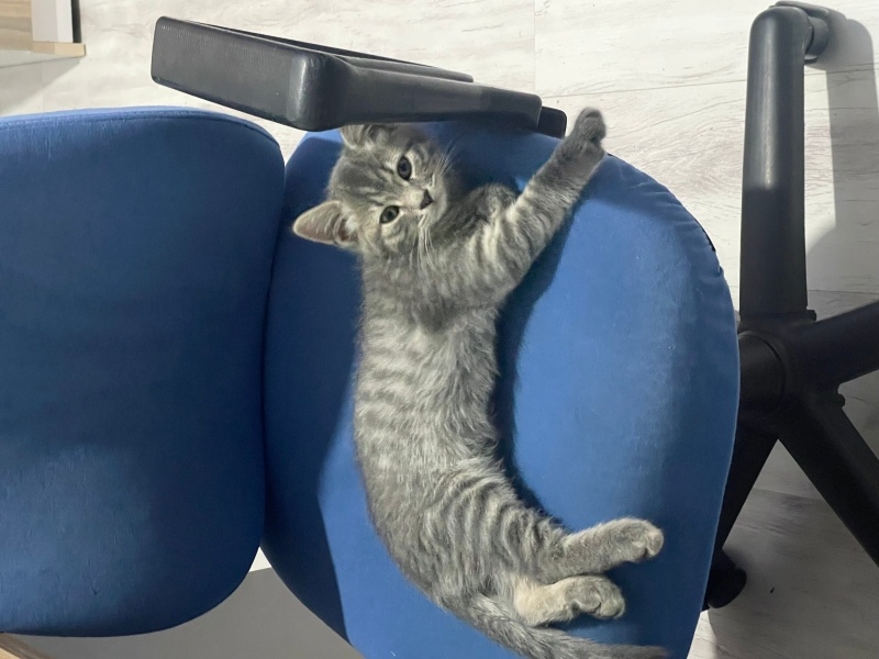 British Shorthair, Kedi  İsimsiz fotoğrafı