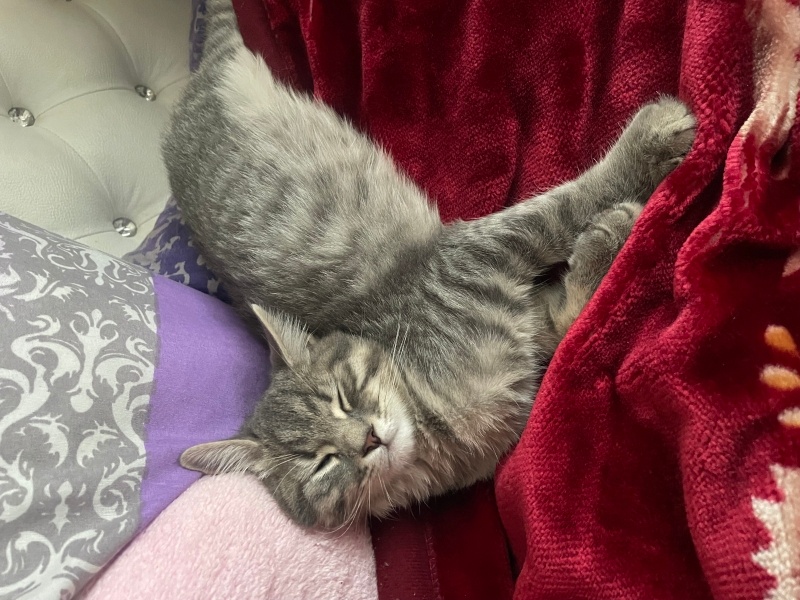 British Shorthair, Kedi  İsimsiz fotoğrafı