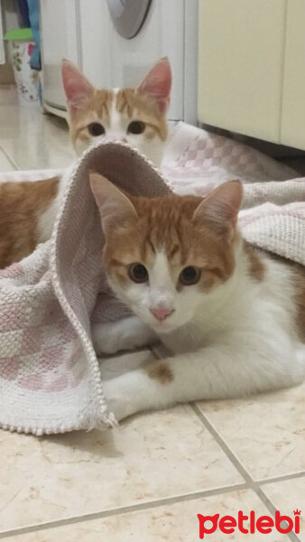 Tekir Kedi, Kedi  Portakal fotoğrafı