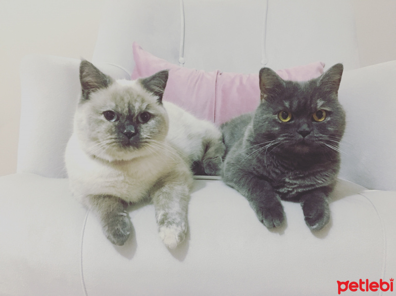 British Shorthair, Kedi  Şila & Karakulak fotoğrafı