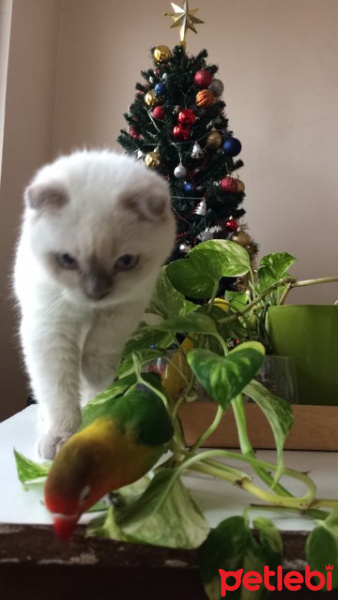 Scottish Fold, Kedi  mor fotoğrafı