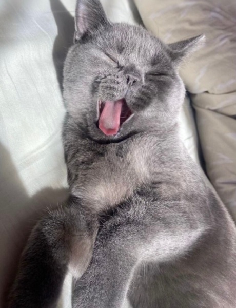 British Shorthair, Kedi  Harry fotoğrafı