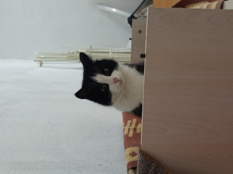 Tuxedo (Smokin) Kedi, Kedi  saskin fotoğrafı