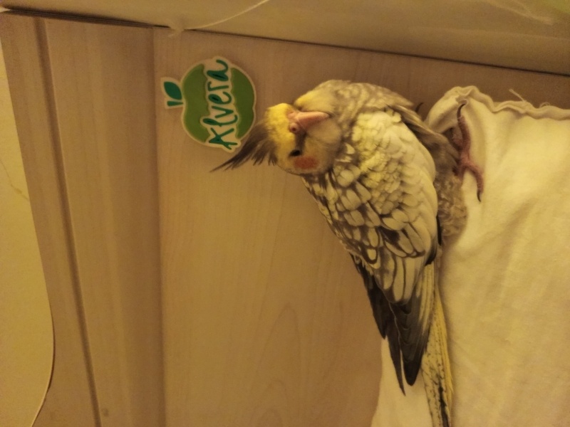 Kokatiyel ve Paraket, Kuş  tavuk fotoğrafı