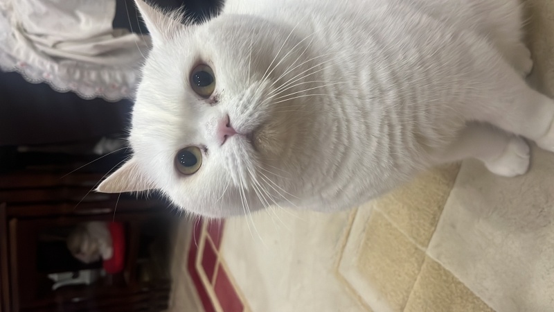 British Shorthair, Kedi  Athena fotoğrafı