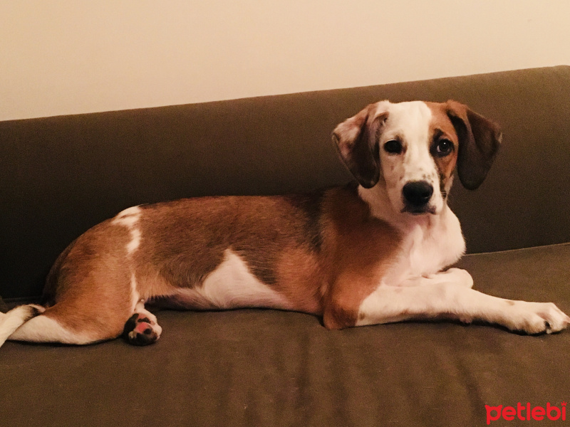 Sokö (Sokak Köpeği), Köpek  phoebe fotoğrafı