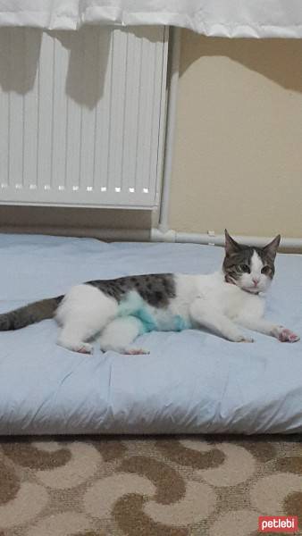 Tekir Kedi, Kedi  SAFİR fotoğrafı