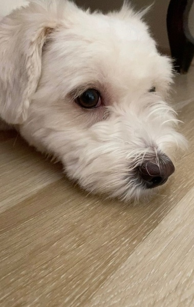 Maltese, Köpek  bobi fotoğrafı