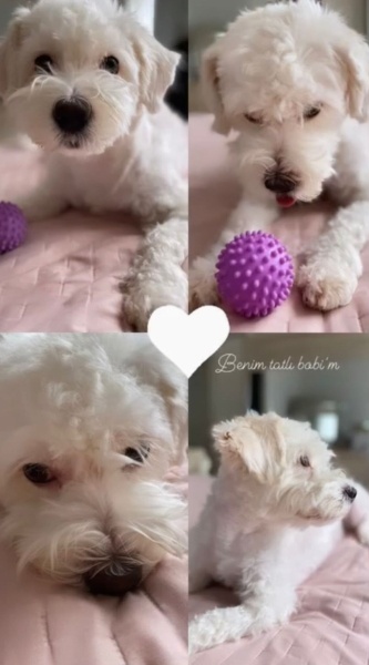 Maltese, Köpek  bobi fotoğrafı