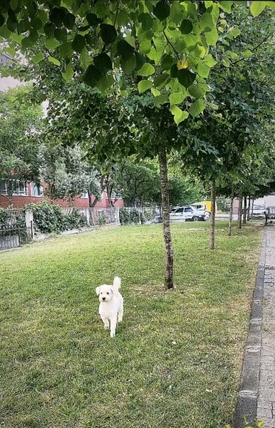 Maltese, Köpek  bobi fotoğrafı