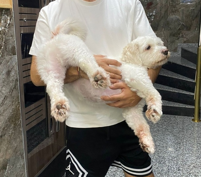 Maltese, Köpek  bobi fotoğrafı