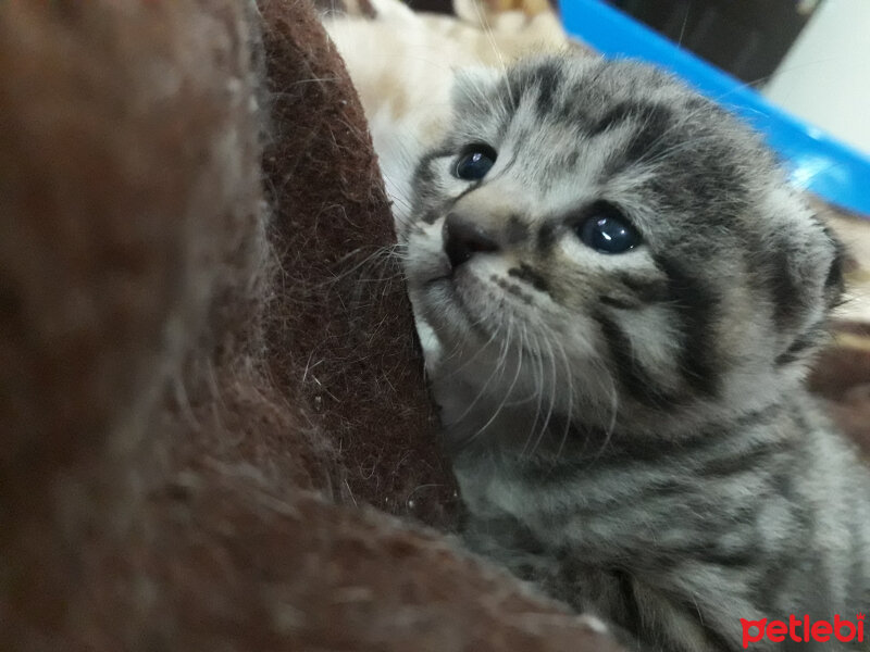 Tekir Kedi, Kedi  Mia fotoğrafı