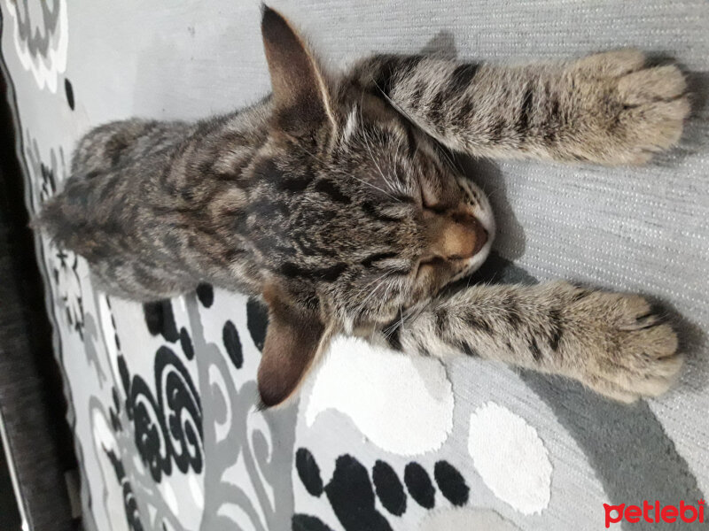 Tekir Kedi, Kedi  Mia fotoğrafı