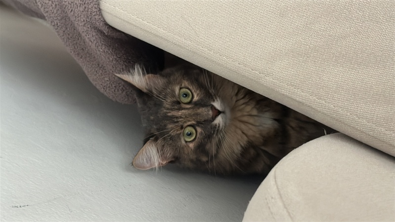 Tekir Kedi, Kedi  Turşu fotoğrafı