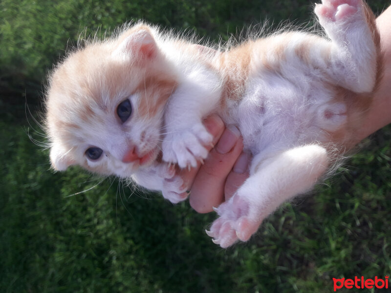 Tekir Kedi, Kedi  Leo fotoğrafı