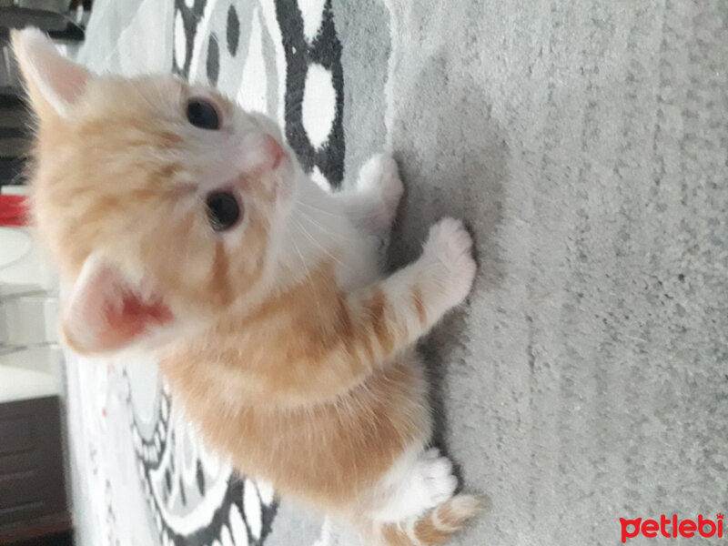 Tekir Kedi, Kedi  Leo fotoğrafı