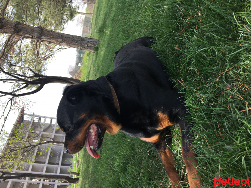 Rottweiler, Köpek  Mişa fotoğrafı