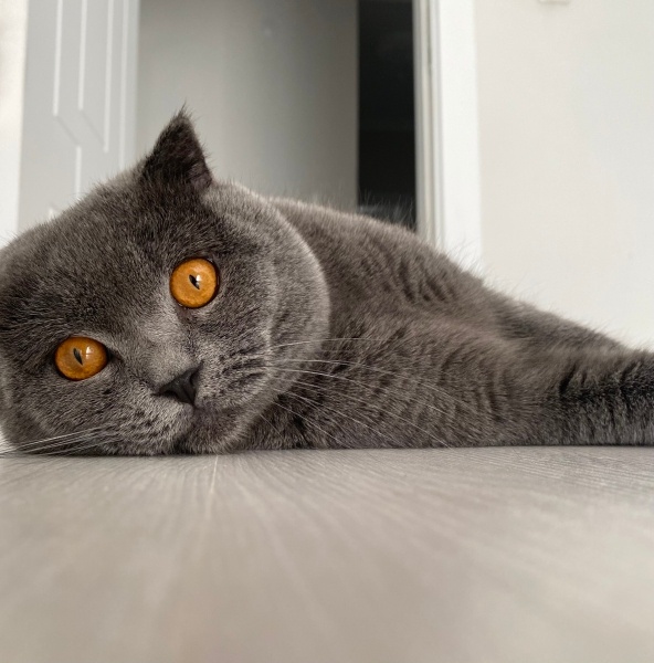 British Shorthair, Kedi  Behlül fotoğrafı