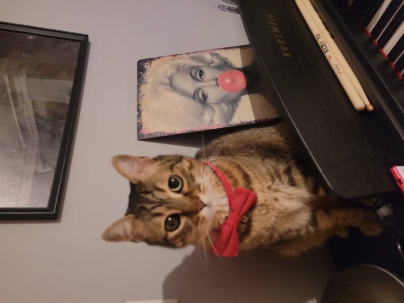 Tekir Kedi, Kedi  Mamut fotoğrafı