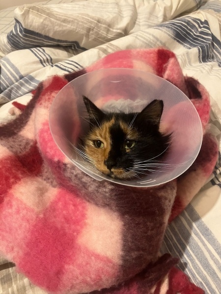 Tekir Kedi, Kedi  Pekmez fotoğrafı