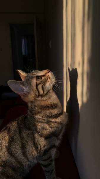 Tekir Kedi, Kedi  Müjgan fotoğrafı