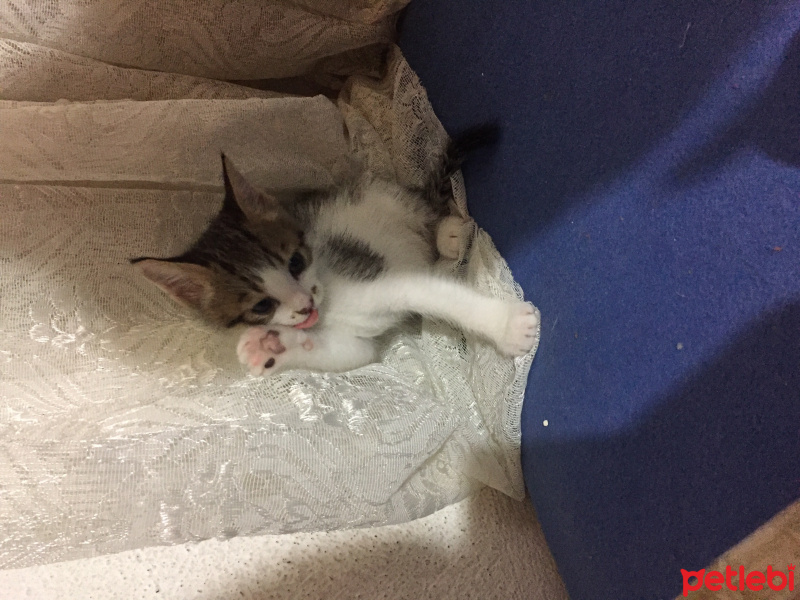 Tekir Kedi, Kedi  Satürn fotoğrafı