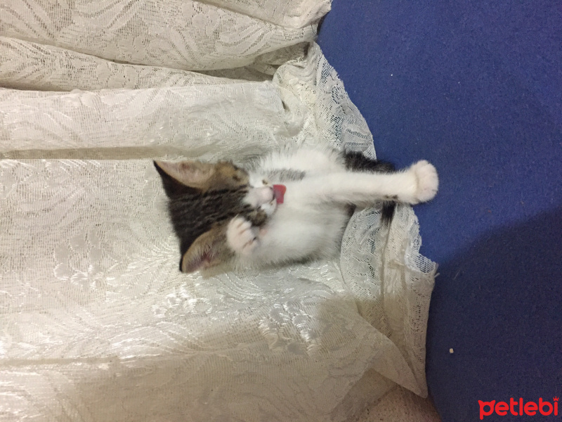 Tekir Kedi, Kedi  Satürn fotoğrafı