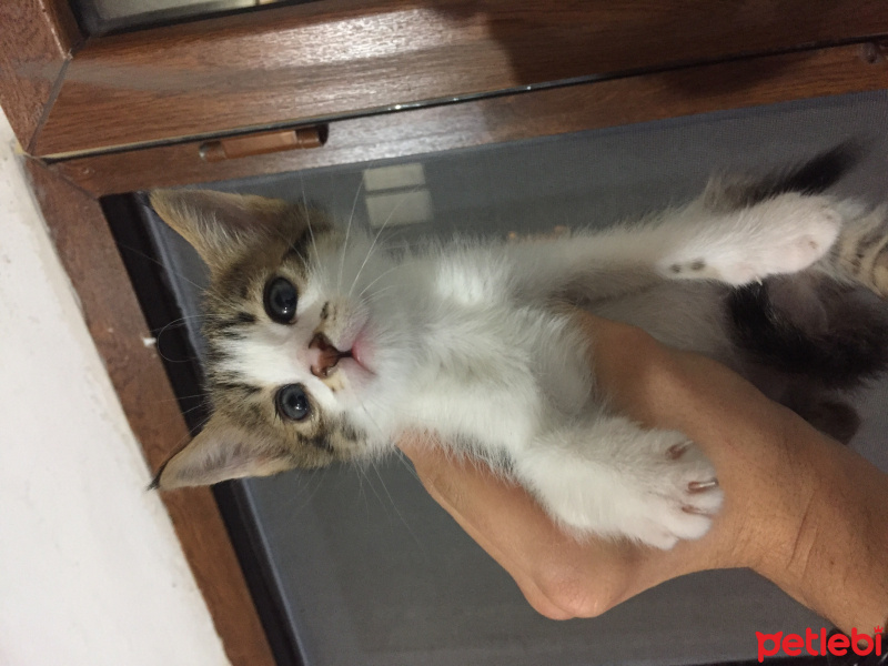Tekir Kedi, Kedi  Satürn fotoğrafı