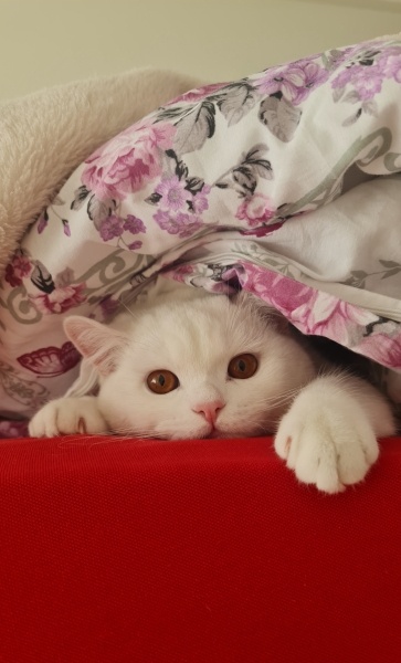 British Shorthair, Kedi  Cesi fotoğrafı